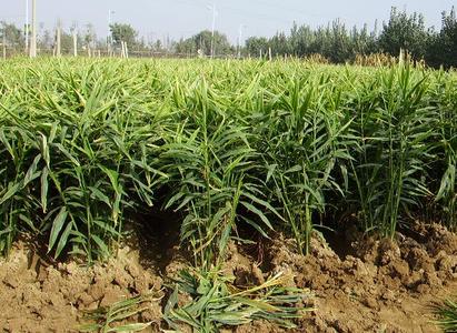 生姜2万斤高产种植视频 大姜高产栽培技术