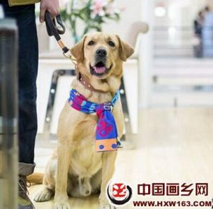 神犬小七是什么品种 神犬小七2中的狗狗都是什么品种的