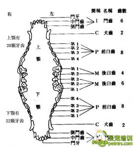 怎么判断狗狗是否健康 怎么判断狗狗的年龄