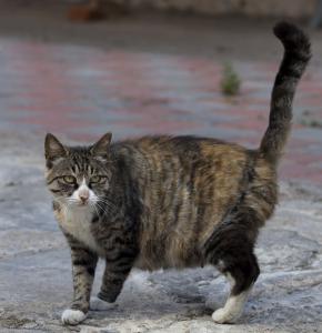 母猫怀孕初期症状图 猫咪怀孕有什么症状