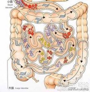 肠道功能紊乱的症状 肠道不好有哪些症状