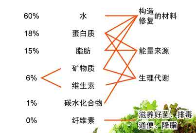 花蛤身体特征说明 五种身体特征说明你营养缺乏