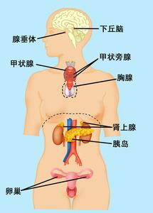 调节内分泌方法 7种方法调节内分泌