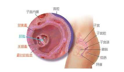 孕囊发育慢的原因 孕囊不发育的原因？与内分泌失调有关