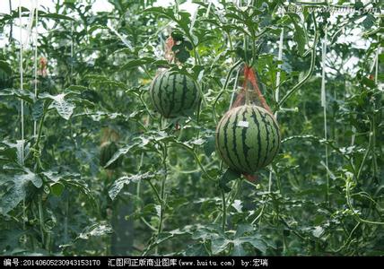 夏季养生食物 10种夏季养生补水健康食物