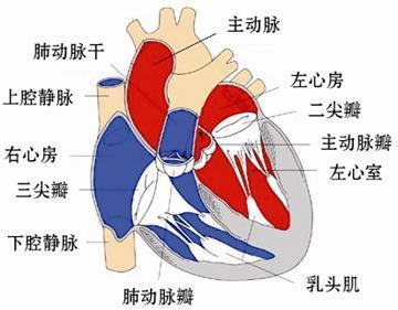 幼儿园春季保健小贴士 心脏瓣膜疾病保健小贴士来帮忙