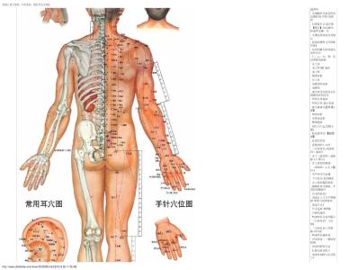 神奇止咳穴位 人体神奇穴位百药俱全