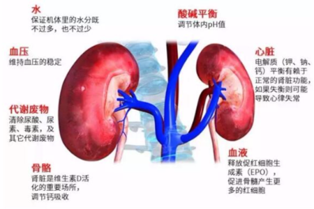 肾脏排毒的最佳方法 肾脏排毒最佳时间和食物