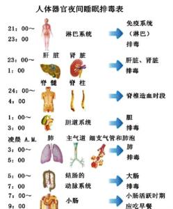 晚上身体器官排毒时间 身体各个器官排毒时间表