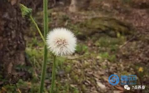 春季排毒养肝的中药 春季排毒必吃4种菜