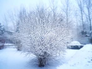 描写下雪的优美句子 关于下雪的优美句段