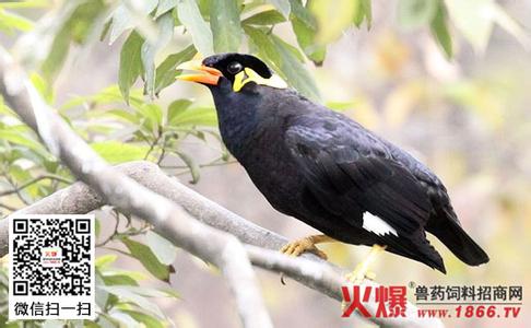 鹩哥的饲养管理方法 鹩哥的饲养方法_鹩哥的饲养