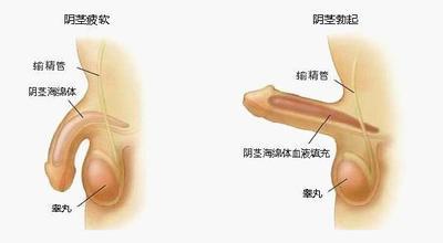 男性健康小知识 男性性功能健康知识