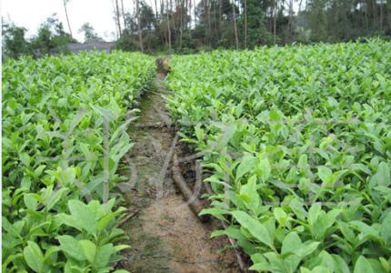 茶树苗种植 茶树苗种植_茶树苗怎么种植