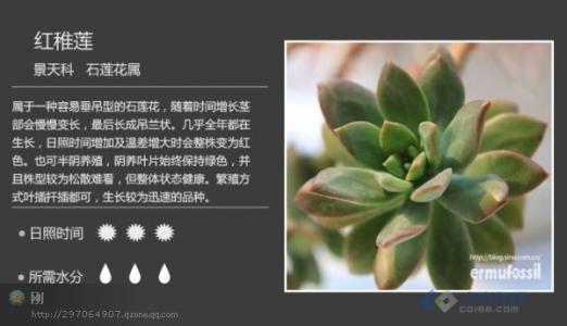 最新多肉植物图鉴大全 多肉植物图鉴下载 最新多肉植物图鉴大全