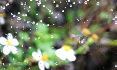 关于春天雨景作文 描写春天雨景作文