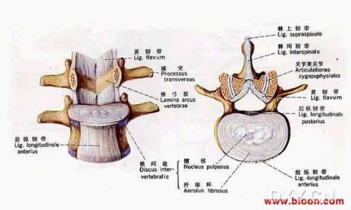 怎样预防腰间盘突出 腰间盘突出是怎样形成的 腰间盘突出的治疗和预防