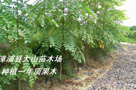 樱花树怎么种植成活 果木树种植怎样成活高