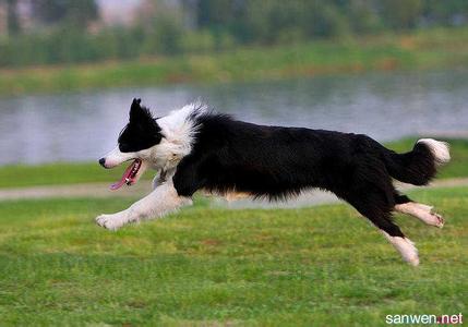 边境牧羊犬多少钱一只 边境牧羊犬多少钱一只 边境牧羊犬的养护方法