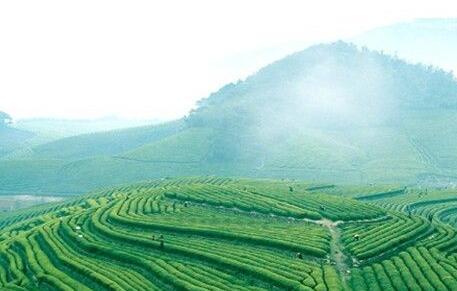 黄大茶 黄大茶产地环境