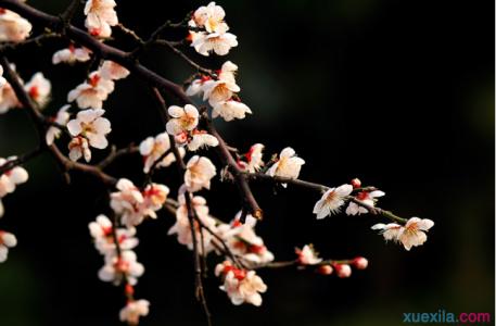 赞美梅花的词语 有关赞美梅花的词语