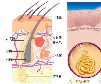 后天狐臭怎么形成的 后天狐臭是怎么形成的 后天狐臭的治疗方法