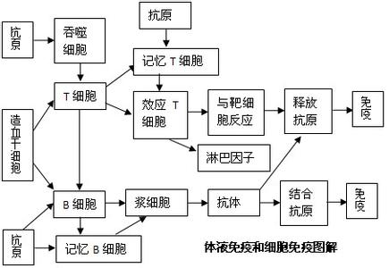 高中生物蛋白质知识点 2017高考生物蛋白质知识点总结