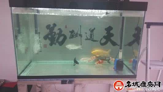 家中鱼缸摆放风水 家里摆放鱼缸的风水玻璃鱼缸哪个方向比较好 家中鱼