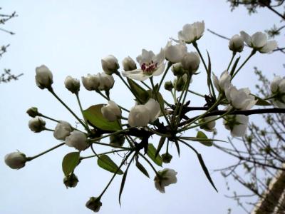 愚人节 愚人梨花