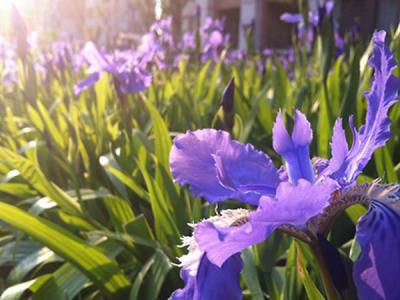 日本鸢尾的花语是什么 鸢尾花的花语是什么