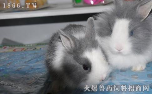 红虫怎么饲养方法 猫猫兔怎么养 猫猫兔的饲养方法