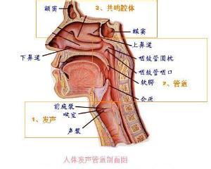 嗓子干痛怎么快速解决 嗓子痛有什么解决办法