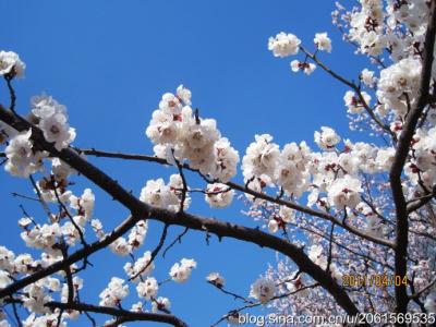 用冬去春来,写一句话. 精选冬去春来的优美句子