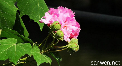 芙蓉花花期 芙蓉花什么时候开放_芙蓉花什么时候开花花期是什么时候