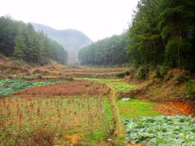 自留地使用权转让 农村的菜园地属于自留地吗？转让自留地使用权合法吗