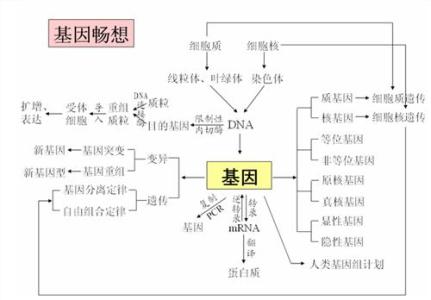 基因的本质知识点总结 高中生物必修2第三章《基因的本质》知识点