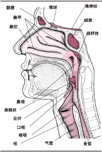 如何发声保护嗓子 保护嗓子的发声方法