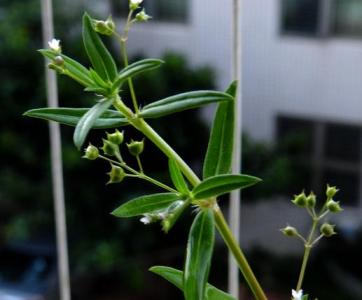 白花蛇舌草功效与作用 白花蛇舌草功效与作用 白花蛇舌草有哪些禁忌