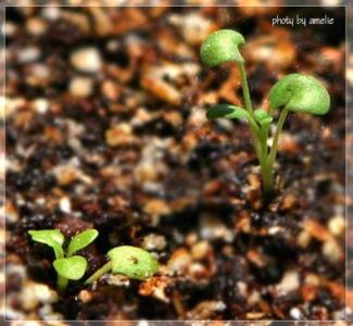 描写油菜花的抒情散文 生活抒情散文《两斤菜油》