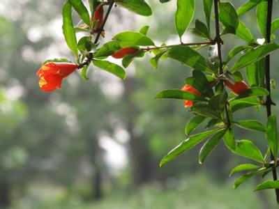 初夏随笔 初夏随笔范文