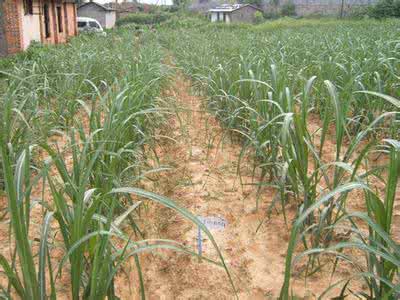 广西甘蔗种植技术视频 广西甘蔗种植技术是什么