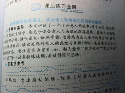 读书笔记400字范文 老人与海鸥读书笔记400字范文