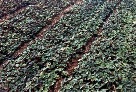 广西金线莲种植基地 广西金线莲的种植技术