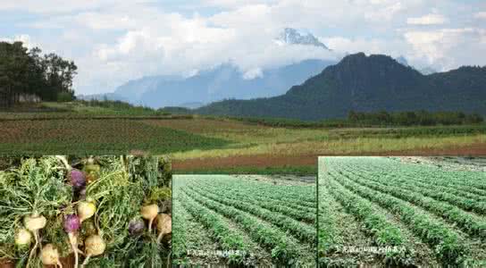 山区种植什么致富项目 高寒山区适合种植什么