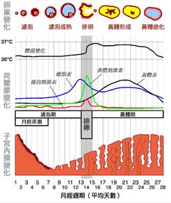 女性月经长是什么原因 月经周期长什么原因