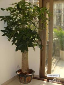 室内客厅植物摆放风水 客厅如何摆放植物?哪些植物适合室内装饰?