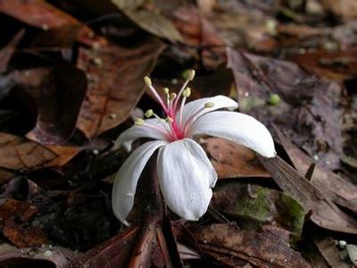 送花礼仪 送花礼仪须知