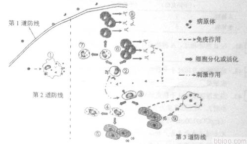 初二下册生物《人体的免疫防线》练习试题