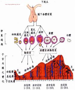 月经周期短的原因 月经周期短的原因有哪些_月经周期短的原因