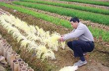 韭黄种植技术视频 广东韭黄种植技术_韭黄种植技术